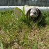 Play yard fun with Andy's Bear (2)