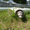 Play yard fun with Andy's Bear (3)