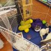 Fred-and-George-Petco-Canandaigua-003