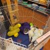 Fred-and-George-Petco-Canandaigua-004